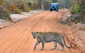 leopard Yala National Park