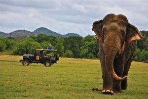 minneriya national park
