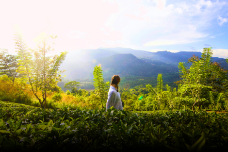 Sri Lankan mountain tea plantations