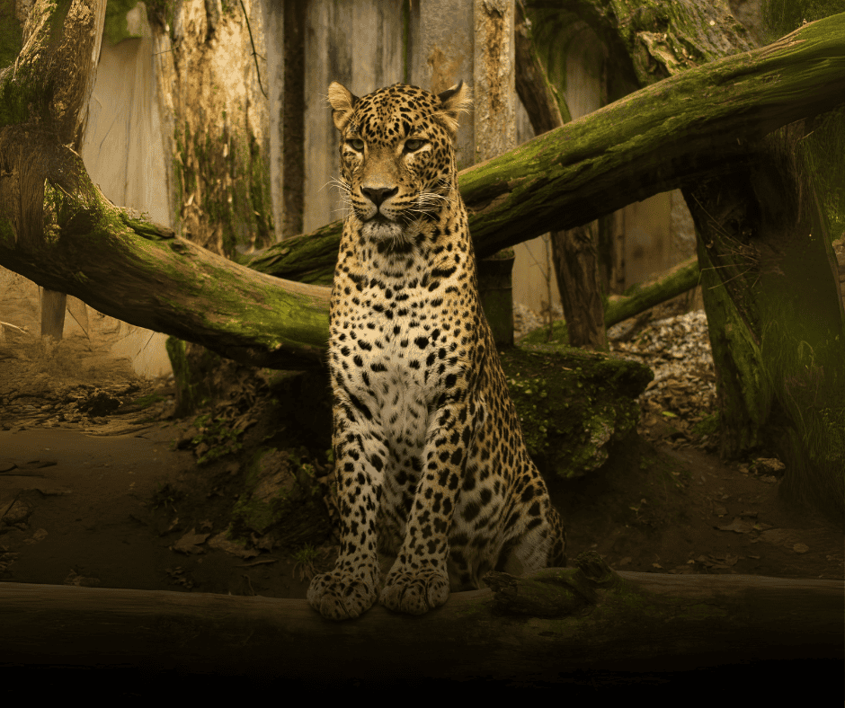 Ceylon Wildlife Adventure Sri Lanka