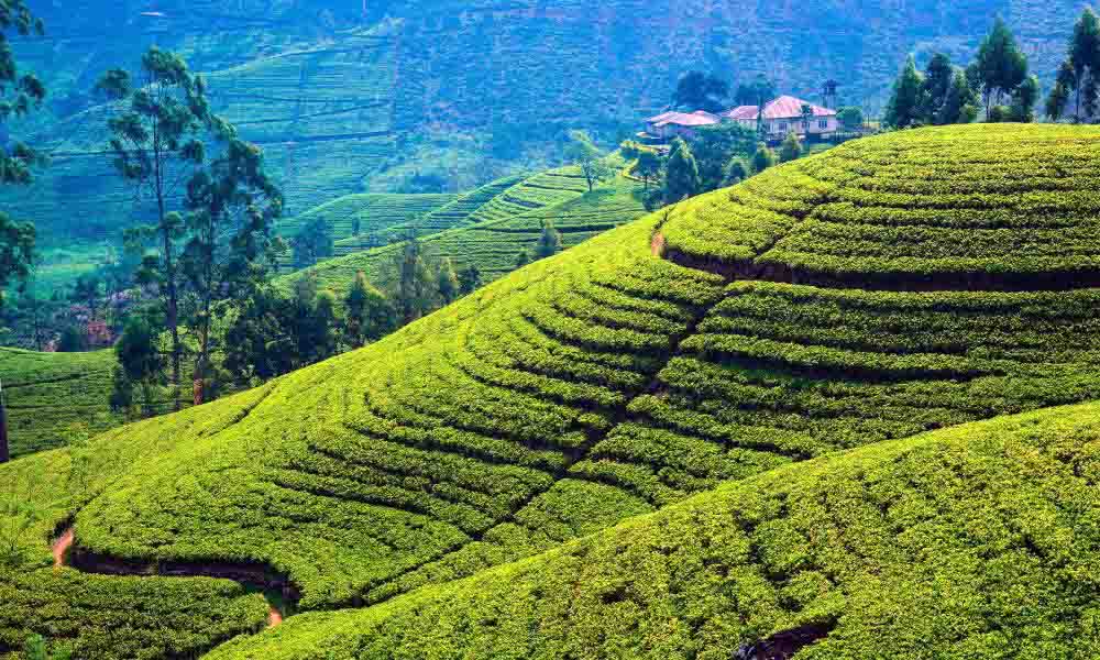 Nuwar-Eliya