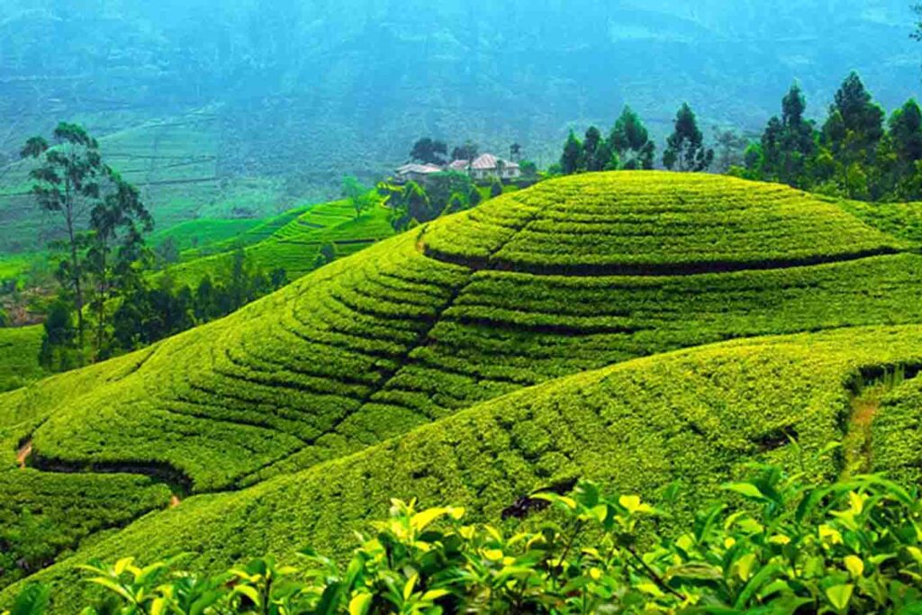 Tea-Factory-04