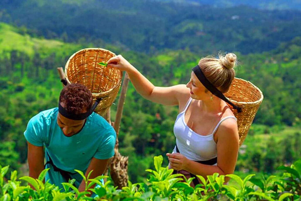 Tea-Factory-06