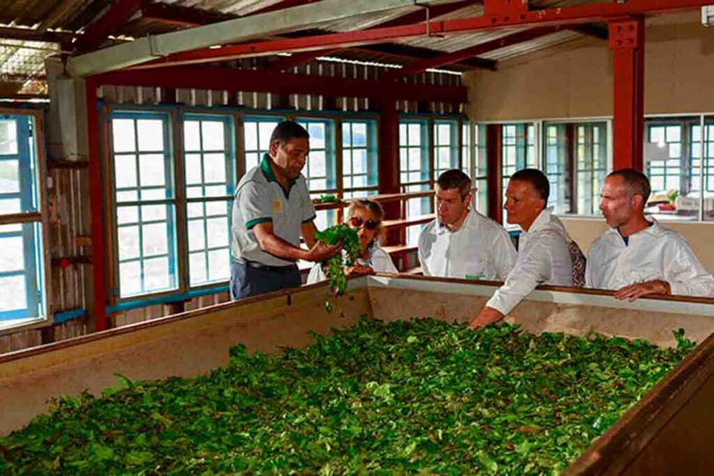 Tea-Factory-07