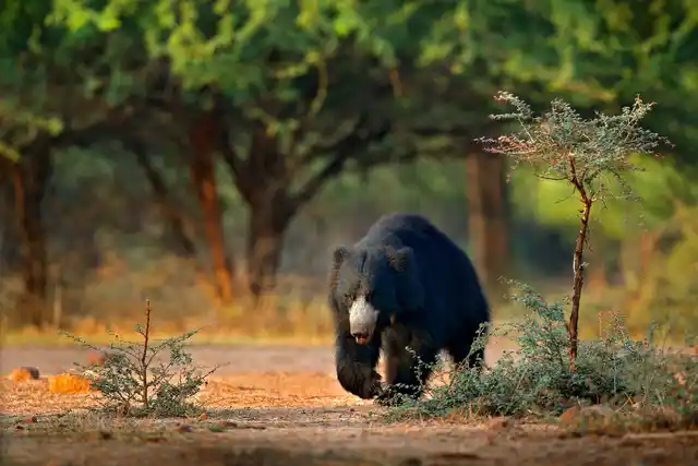 Sri Lankan sloth bear foraging through dry scrub forest in Yala National Park.
