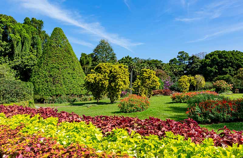 Royal Botanic Gardens Peradeniya featuring soaring palm trees and lush green lawns.