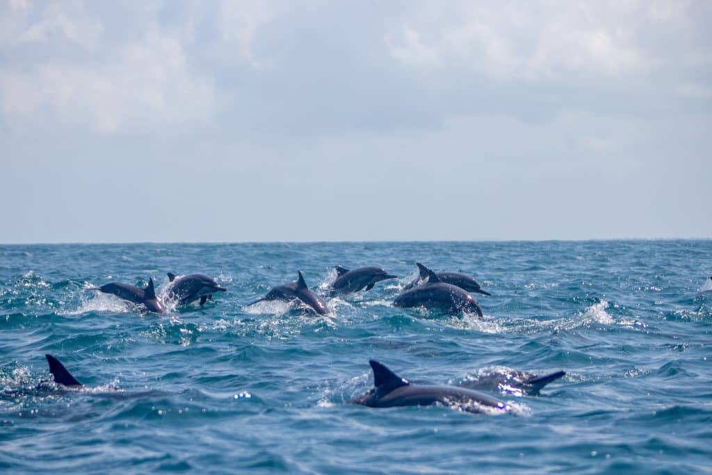 Playful spinner dolphins jumping out of the ocean water near Mirissa Sri Lanka.