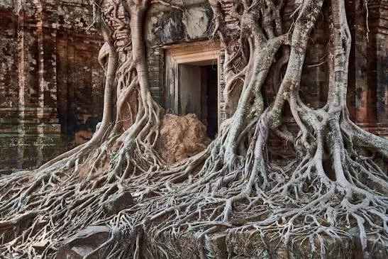 Giant tree roots wrapping ancient stone structures at Ritigala Sanctuary Sri Lanka