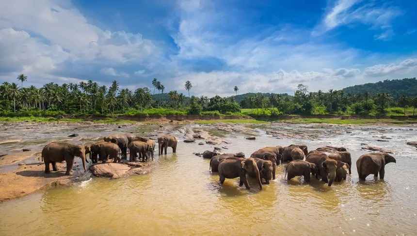 Grande mandria di elefanti che fa il bagno nel fiume Maha Oya a Pinnawala, Sri Lanka