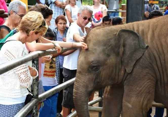 Cucciolo di elefante durante la sessione di alimentazione a Pinnawala, Sri Lanka