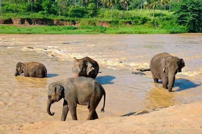 Elefanti che fanno il bagno nel fiume Maha Oya vicino a Pinnawala, Sri Lanka