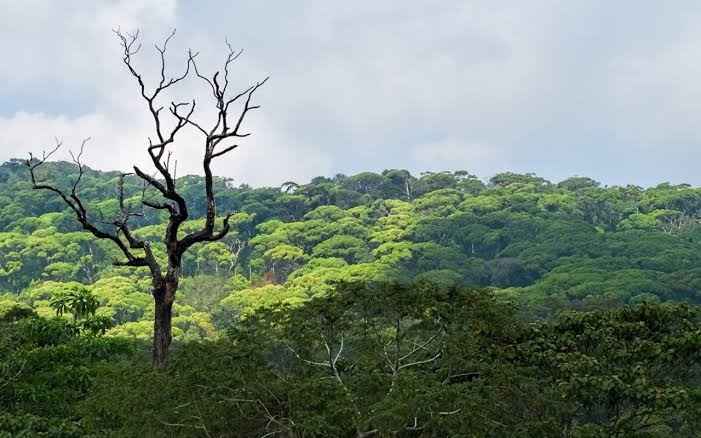 Dense green tropical canopy and clear stream running through Sinharaja Forest Reserve Sri Lanka