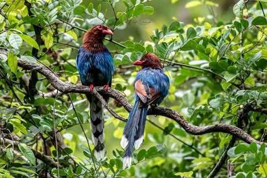 Vibrant endemic Sri Lanka Blue Magpie perched on a mossy branch in Sinharaja Forest Reserve