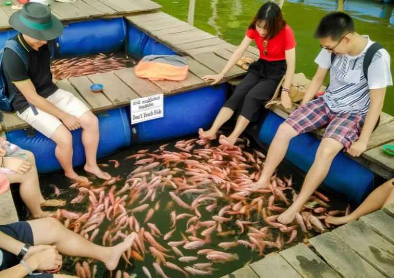 Esperienza di fish spa all'aperto durante un safari sul fiume Madu Ganga in Sri Lanka