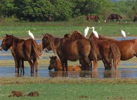 Cavalli selvatici che pascolano lungo antichi muri in pietra corallina sulla remota isola di Delft, nel Nord dello Sri Lanka