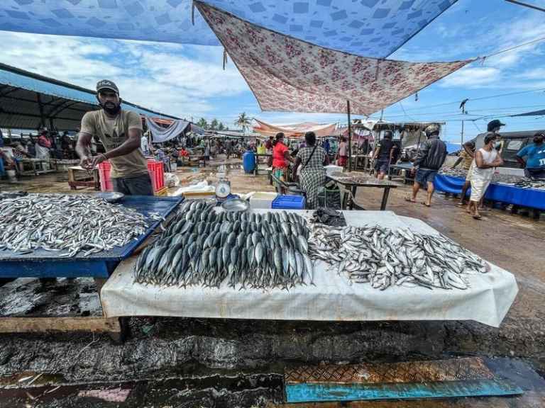Pescatori che essiccano il pesce fresco al sole vicino al mercato del pesce di Negombo