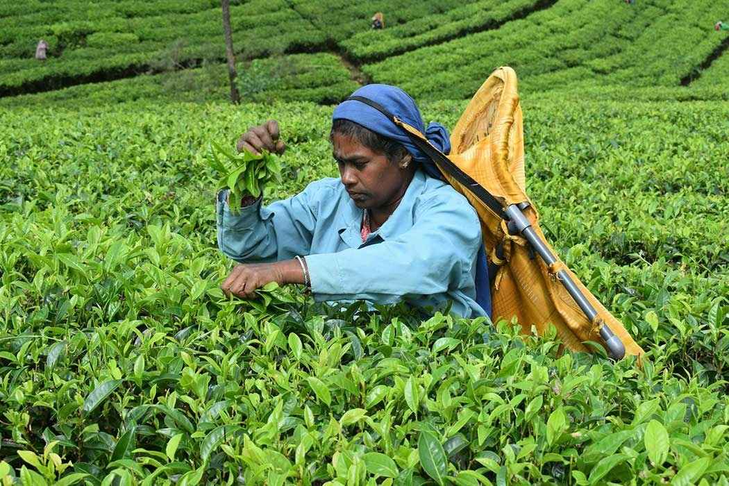Nuwara Eliya tea plantations and workers in the highlands