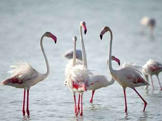 Flocks of migratory flamingos feeding inside the Park of Adam's Bridge wetlands