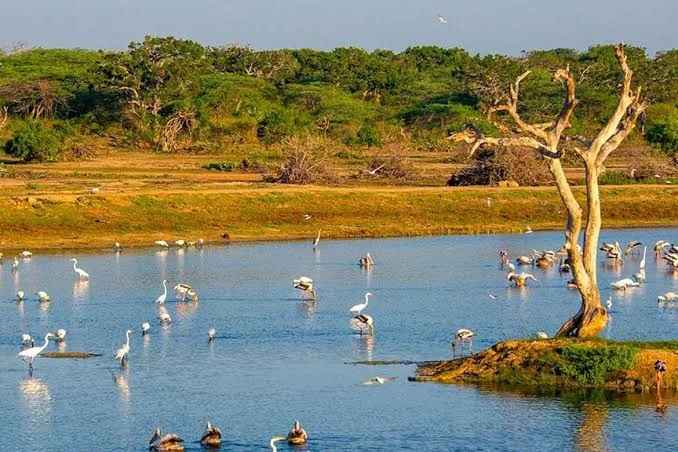The Bundala National Park