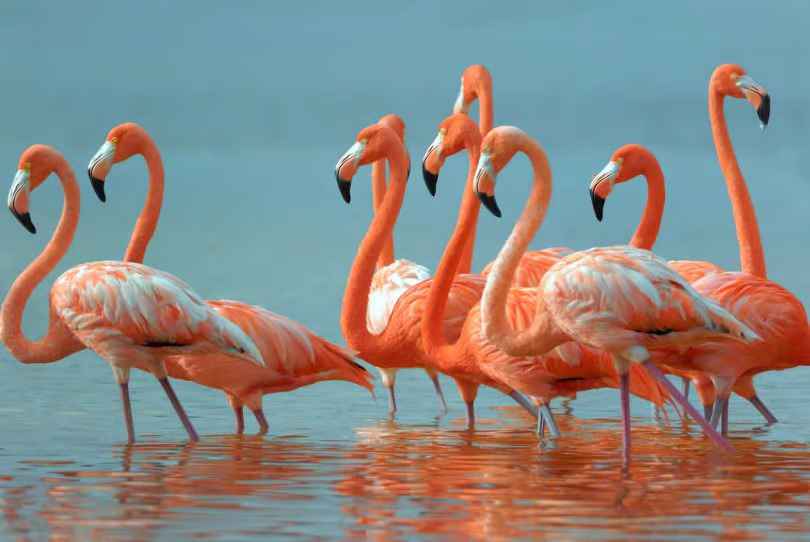 Stormo di fenicotteri maggiori che si nutrono nelle acque poco profonde del Parco Nazionale di Bundala