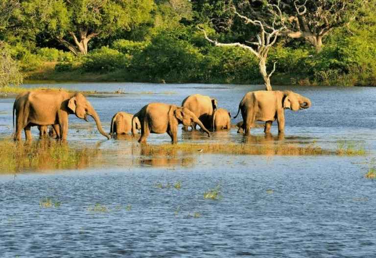 Elefanti asiatici selvatici che pascolano vicino alle zone umide del Parco Nazionale di Bundala