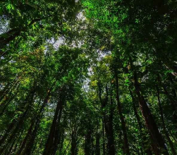 Udawattakele National Reserve