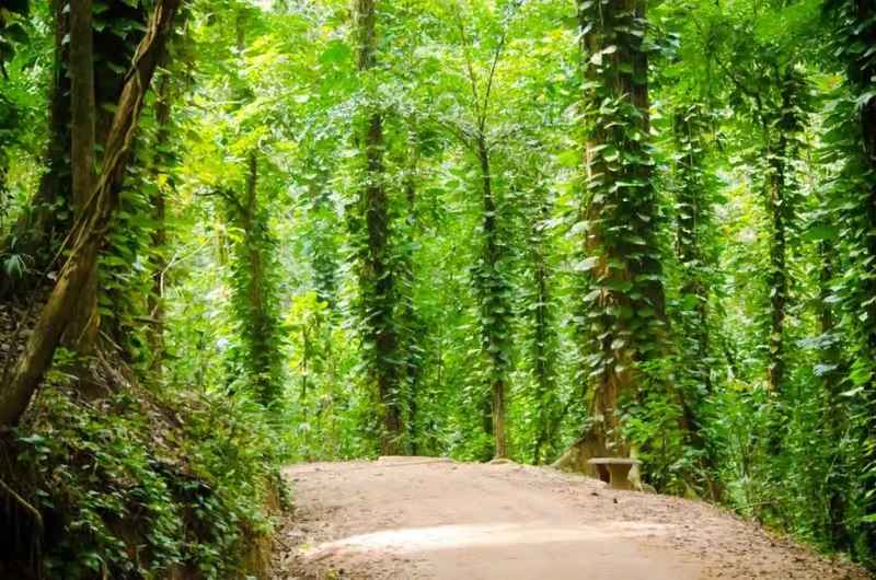 Lush green walking trail through Udawattakele National Reserve forest sanctuary in Kandy