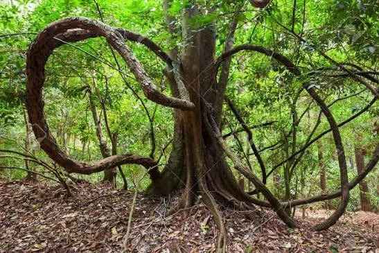 Massive ancient woody lianas hanging from the canopy at Udawattakele National Reserve
