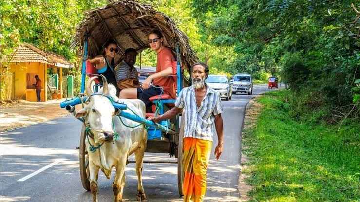 Tradizionale giro in carro trainato da buoi attraverso i campi verdi durante una visita a un villaggio rurale in Sri Lanka