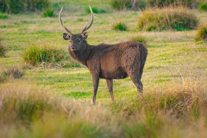 Wild sambar deer grazing peacefully on the green plateau of Moon Plains in Nuwara Eliya