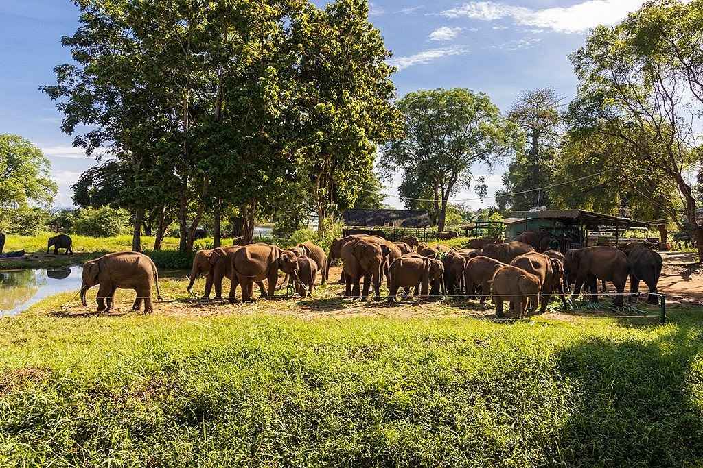 Udawalawe Elephant Transit Home. A Heartwarming Sanctuary for Baby Elephants in Sri Lanka