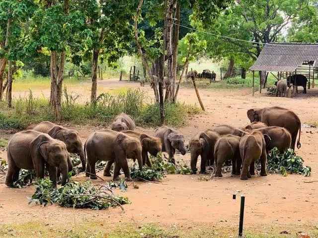 Orphan baby elephants drinking warm milk during feeding time at Udawalawe Elephant Transit Home Sri Lanka