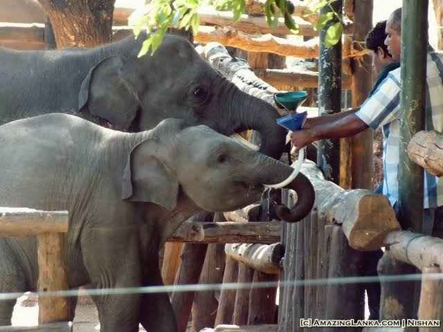 Baby elephant calves playing and mud bathing at Udawalawe Elephant Transit Home in Sri Lanka