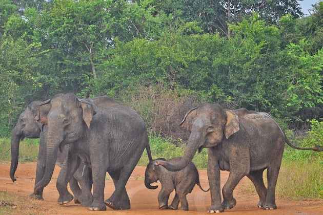 Rehabilitated wild elephant herd roaming in Udawalawe National Park near the transit home