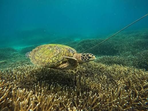 A wild sea turtle gliding above coral reefs in Pigeon Island Sri Lanka.