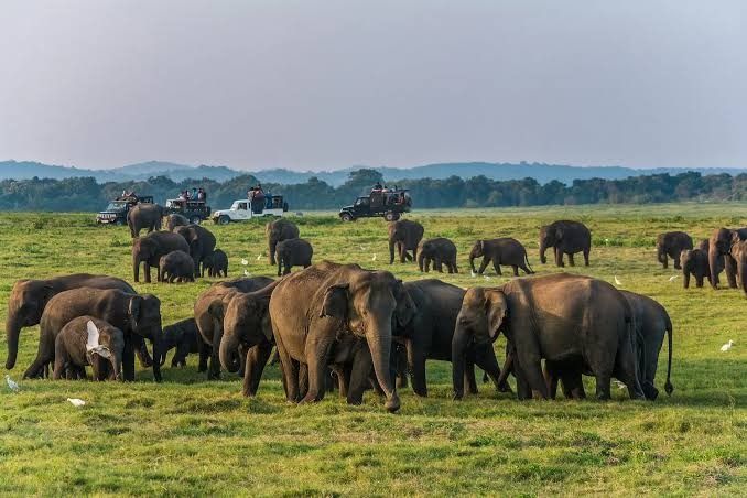 Herd of wild Asian elephants grazing near the reservoir in Udawalawe National Park Sri Lanka.