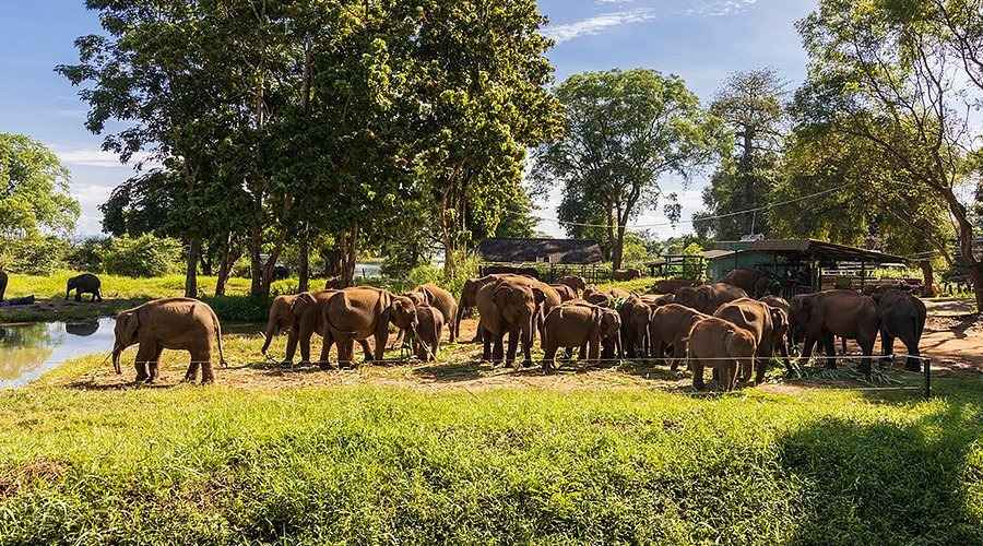 Baby elephants gathering for feeding at the ethical Udawalawe Elephant Transit Home.