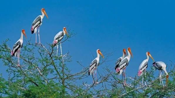 Flock of Painted Storks and aquatic birds gathered along the shallow waters of Udawalawe.