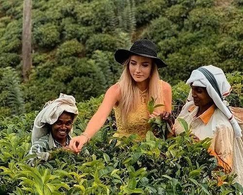 Tamil tea estate worker plucking fresh Ceylon tea leaves in the highlands of Sri Lanka.