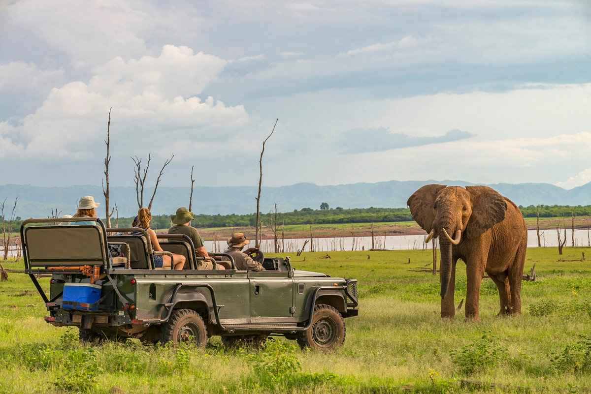 Safari
