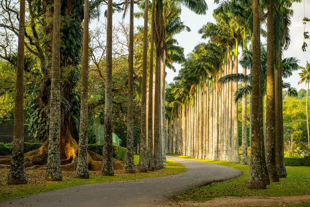 Towering royal palm tree avenue at Royal Botanic Gardens Peradeniya near Kandy Sri Lanka.