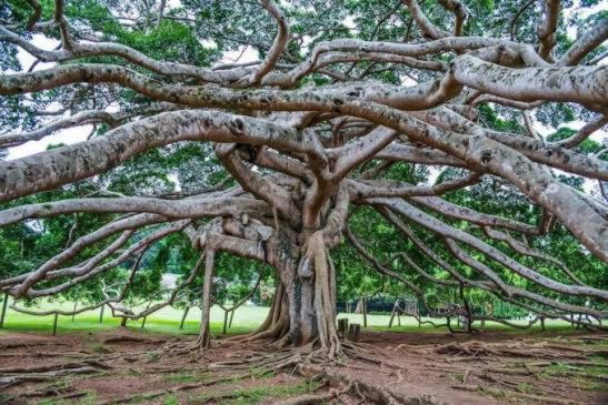 Massive sprawling canopy of the Giant Javan Fig Tree on the Great Lawn at Peradeniya Gardens.