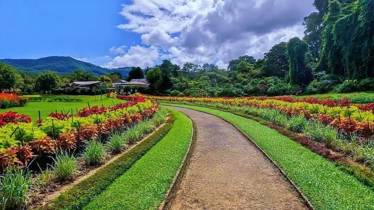 Scenic green landscape and bamboo groves beside the Mahaweli River in Peradeniya Gardens.