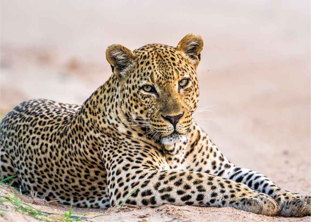 Sri Lankan leopard resting on a granite rock outcrop in Yala National Park.
