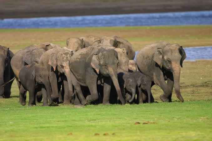 Wild Asian elephants gathering near a scenic watering hole inside Yala National Park.