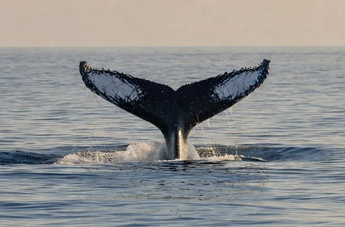 Blue whale tail fluke surfacing above deep blue sea off the coast of Mirissa.