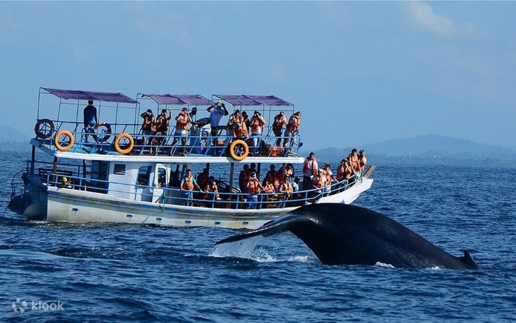 Whale watching boat cruise departing Mirissa harbor in the morning mist.