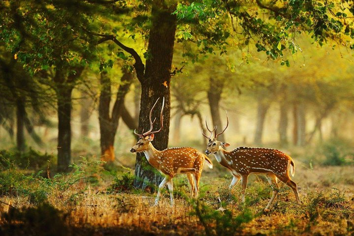 Lago naturale willu circondato dalla foresta della zona secca nel Parco Nazionale di Wilpattu, Sri Lanka