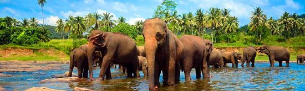 Sri-Lanka-8-dias-La-isla-de-los-colores.jpg