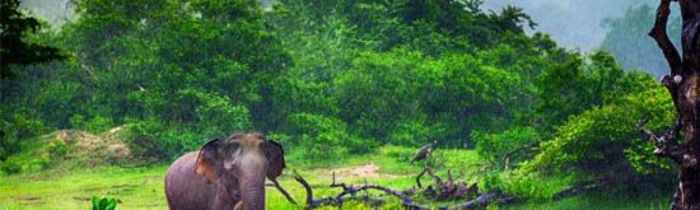 Sri-Lanka-8-dias-Safaris-sin-limites.jpg